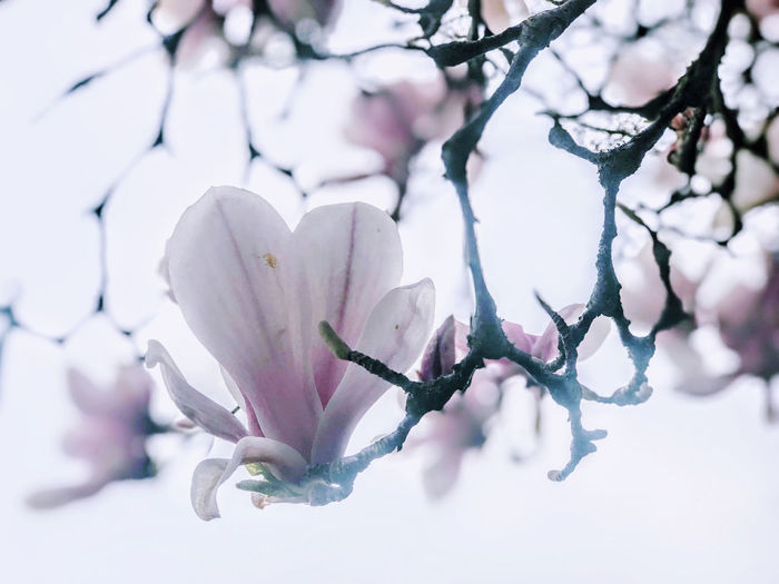 Close-up of white flowering plant