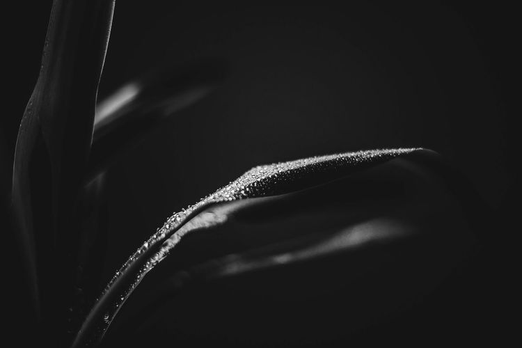 Macro shot of flower against black background