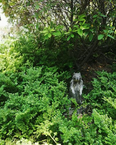 View of lizard on tree in forest