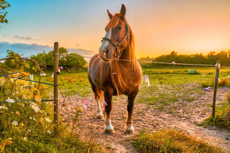 Horse standing in ranch against sky during sunset