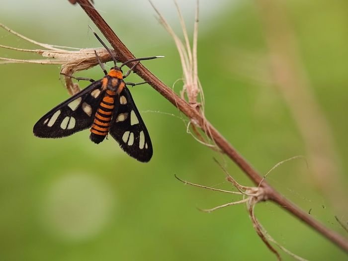 Close-up of butterfly on plant
