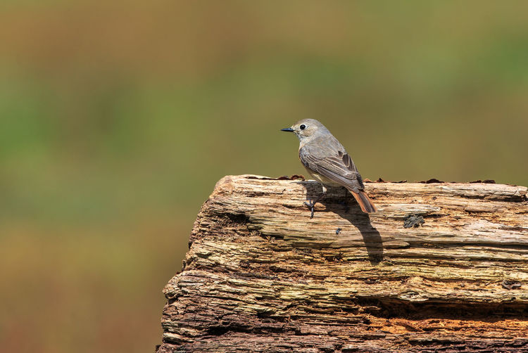 Bird perching on wood