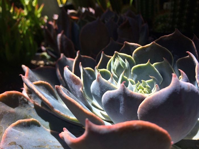 Close-up of cactus flower