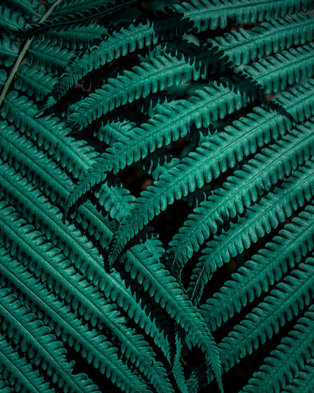Closeup nature view of tropical fern leaf background, dark green wallpaper concept.