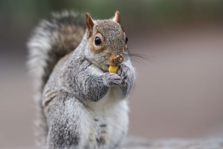 Close-up portrait of squirrel eating food