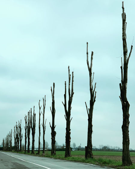 View of trees on road against sky