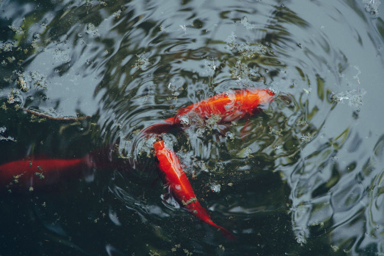 High angle view of koi carps swimming in lake