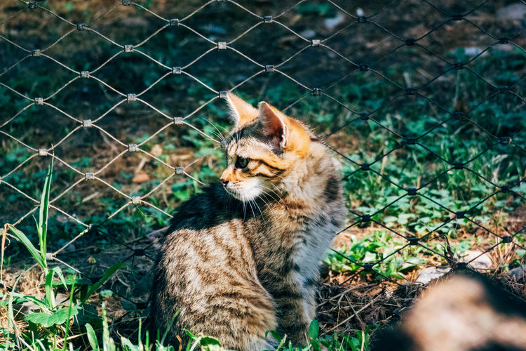 Wildcat looking away on chainlink fence