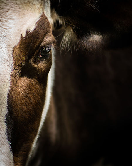 A cow stares into the lens