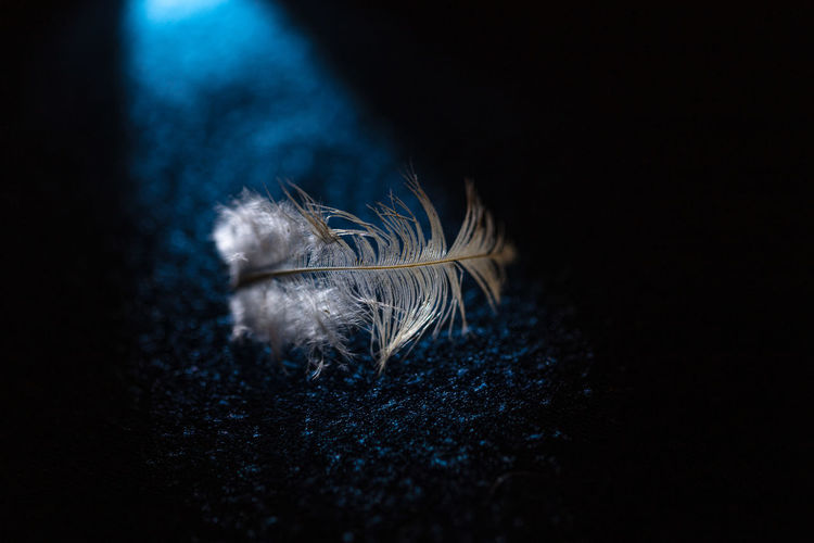 Close-up of feather against black background