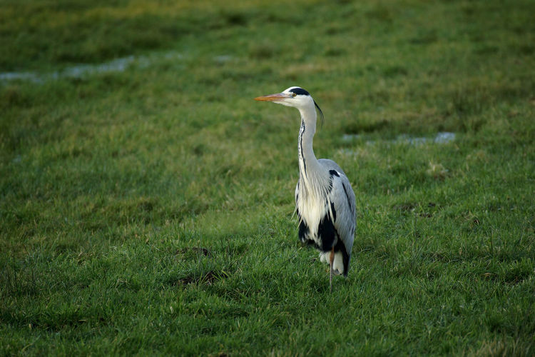 High angle view of gray heron on field