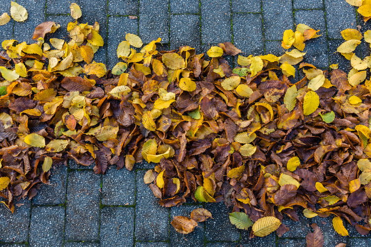 Leaves on the road