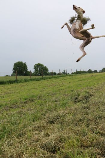 Dog jumping on field against sky