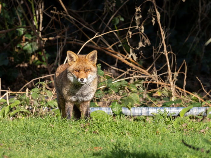 Fox standing on field