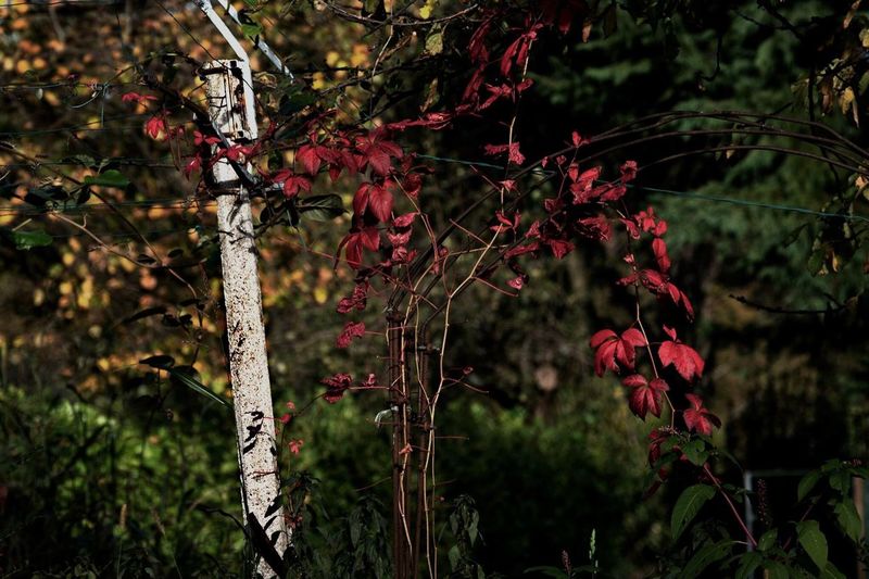 Close-up of red plant against trees