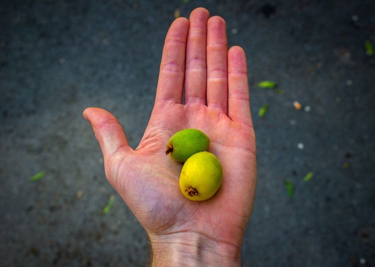 Cropped image of person holding fruits
