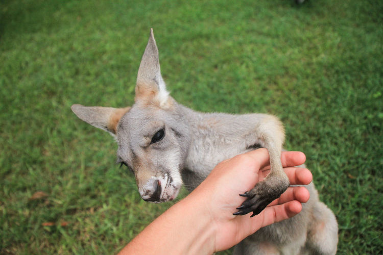 Close-up of hand touching kangaroo