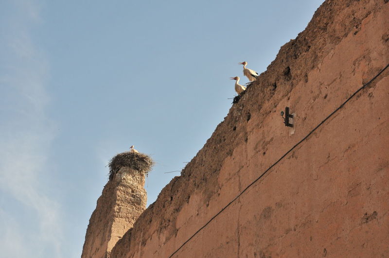 Low angle view of storks in nests on building against sky