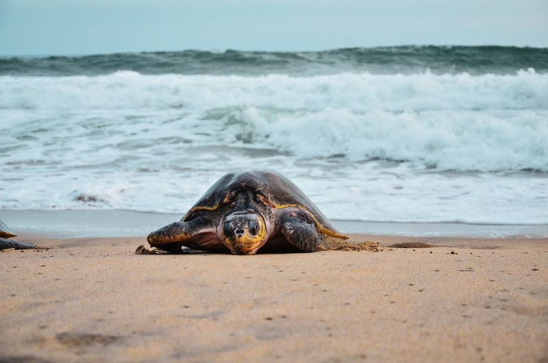 View of marine turtle on beach