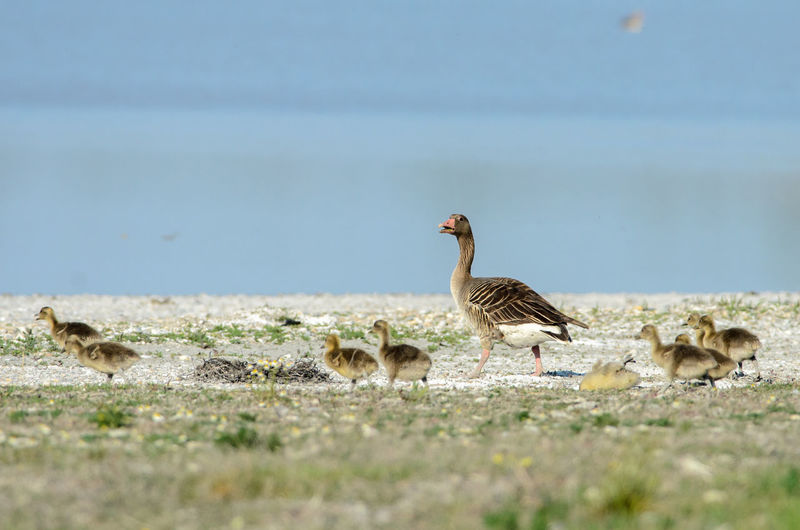 Domestic birds outdoors