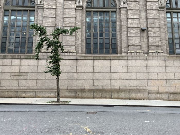 Tree by sidewalk against building in city