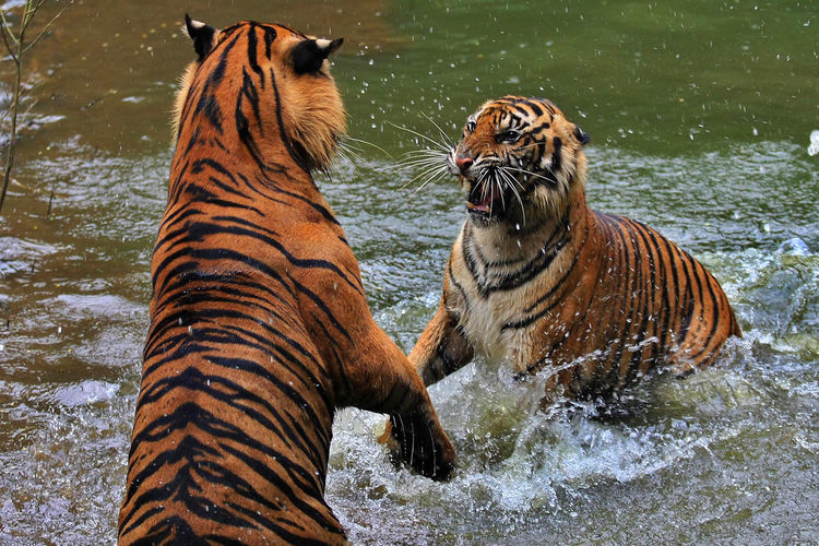 Close-up of tigers in lake during winter