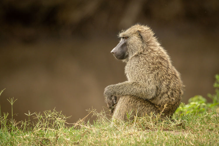 Olive baboon sits in grass by river