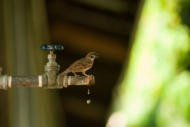 Close-up of a sparrow perching on  the faucet  waiting to get a drink