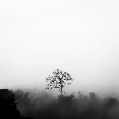 Low angle view of tree in foggy weather