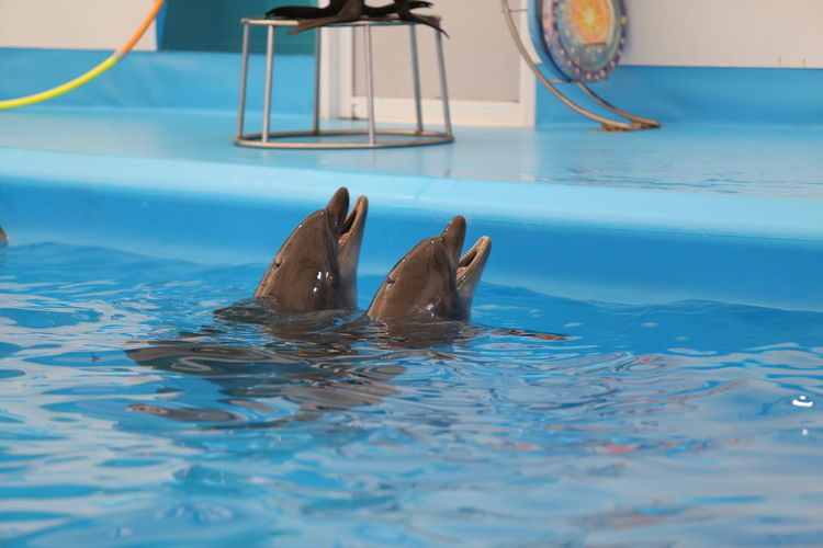 Two dolphins in  the pool