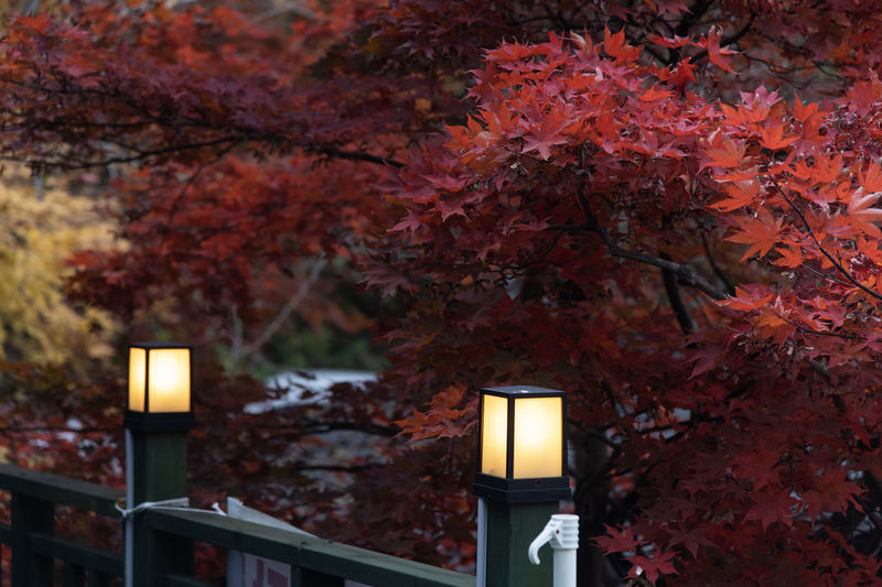 autumn