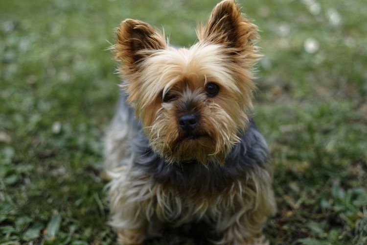Portrait of little dog on field