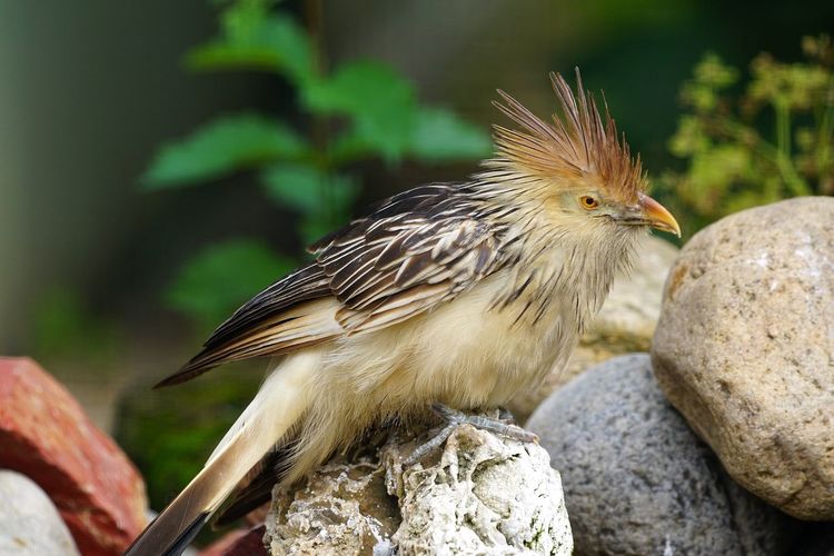 Close-up side view of bird perching on rock