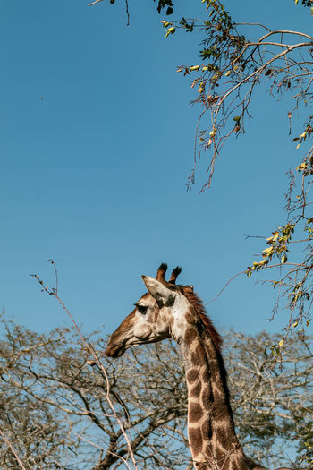 Low angle view of giraffe against clear blue sky
