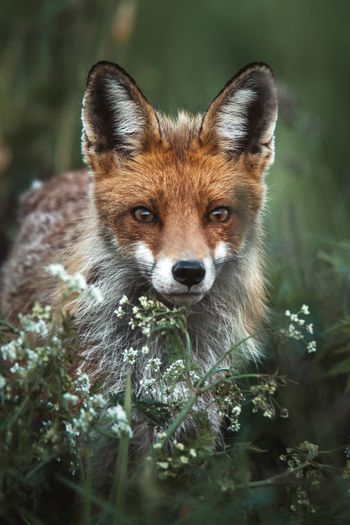  portrait of a red fox in the wilderness.