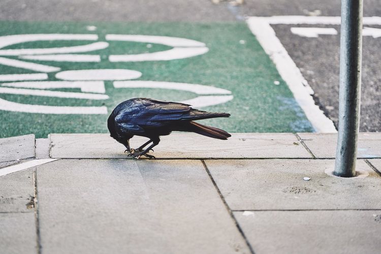 Side view of raven on retaining wall by road