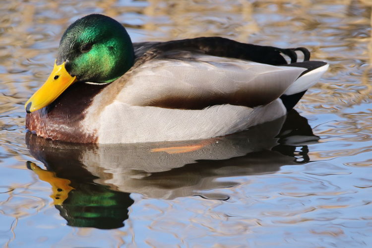 Close-up of a duck in lake