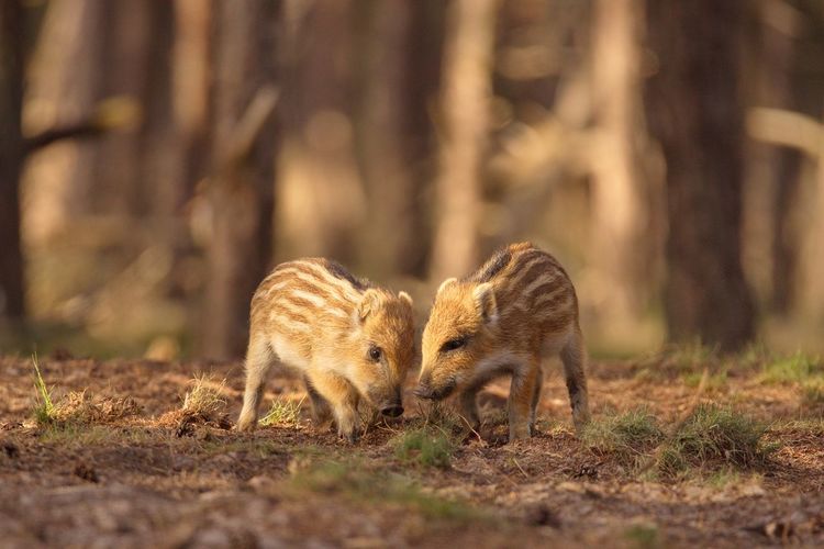 Wild boar piglets standing on field