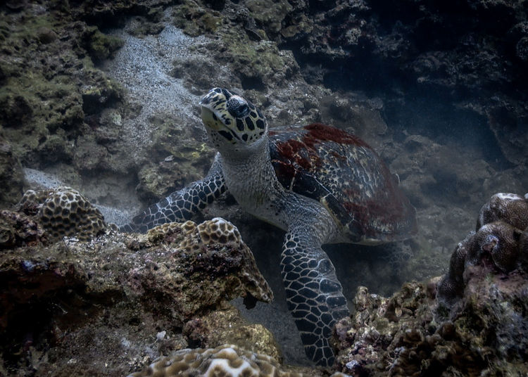 View of turtle on rock