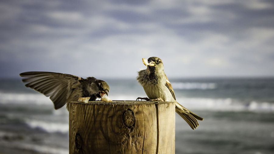 Birds perching on wooden post by sea against sky