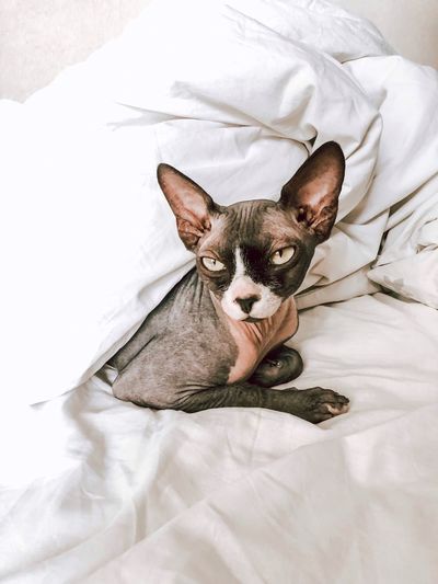 Sphynx cat on bed at home