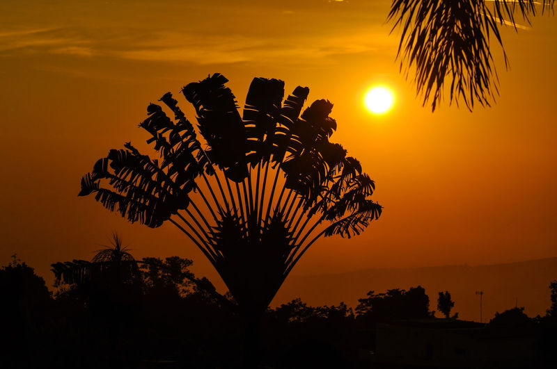 Silhouette tree against orange sky