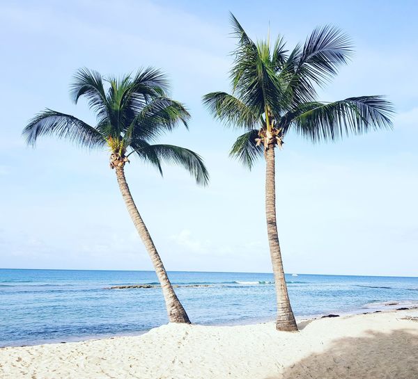 Palm trees on beach against sky