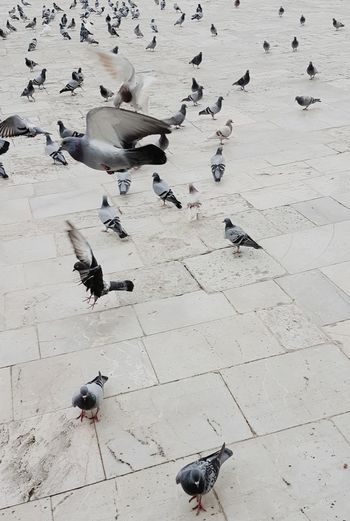 High angle view of pigeons perching on footpath