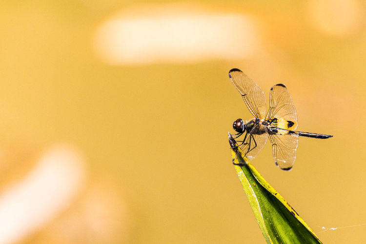 Dragonfly in botanic garden singapore