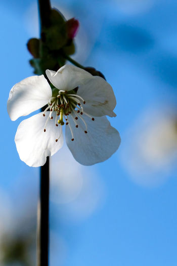 Close-up of white flower against sky