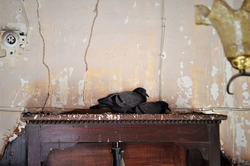 Black bird on wooden wall