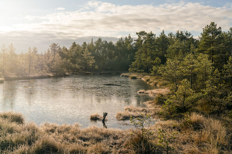 Lake at viru raba or bog swamp at lahemaa national park in autumn