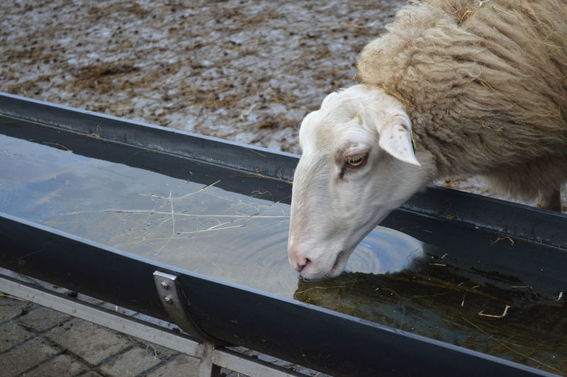 Sheep drinking from trough