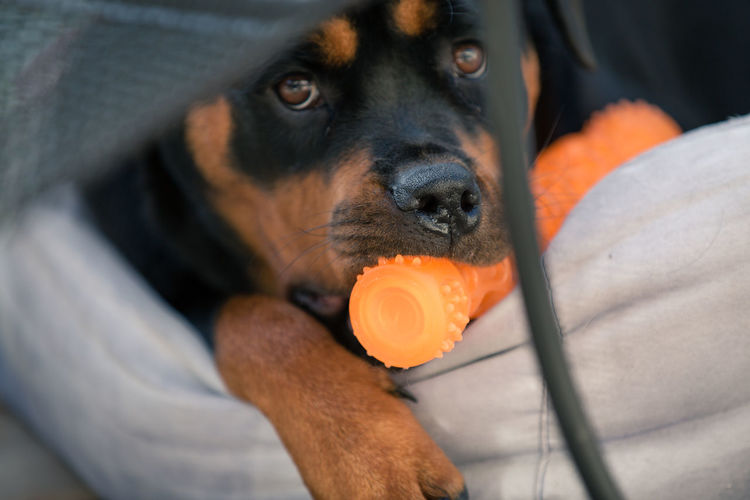 Close-up portrait of rottweiler biting toy